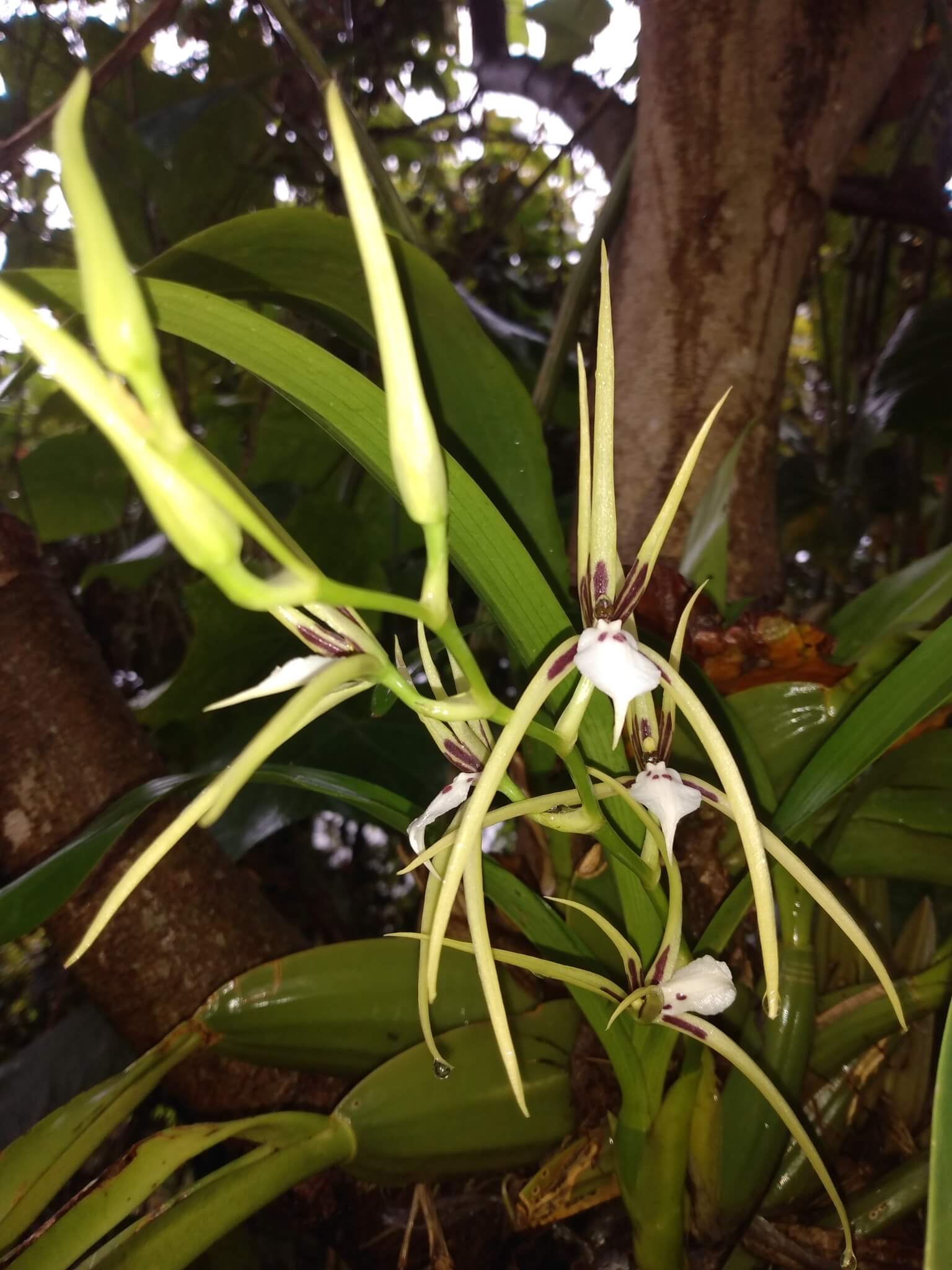 Brassia mexicana (Signata)